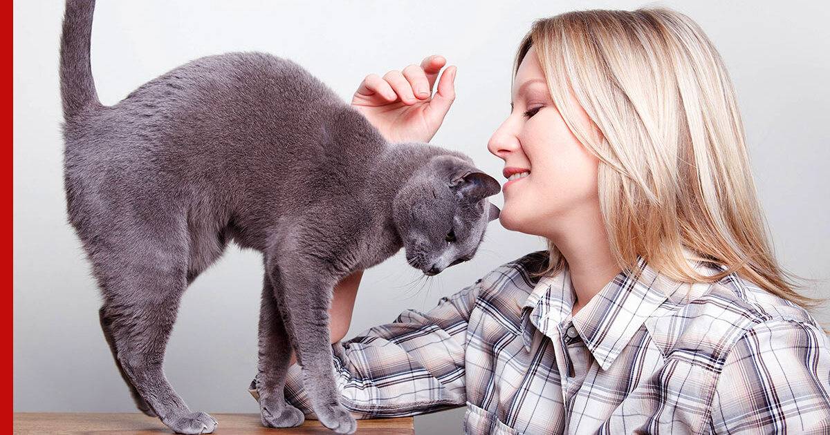 Признаки проявления кошачьей любви к человеку