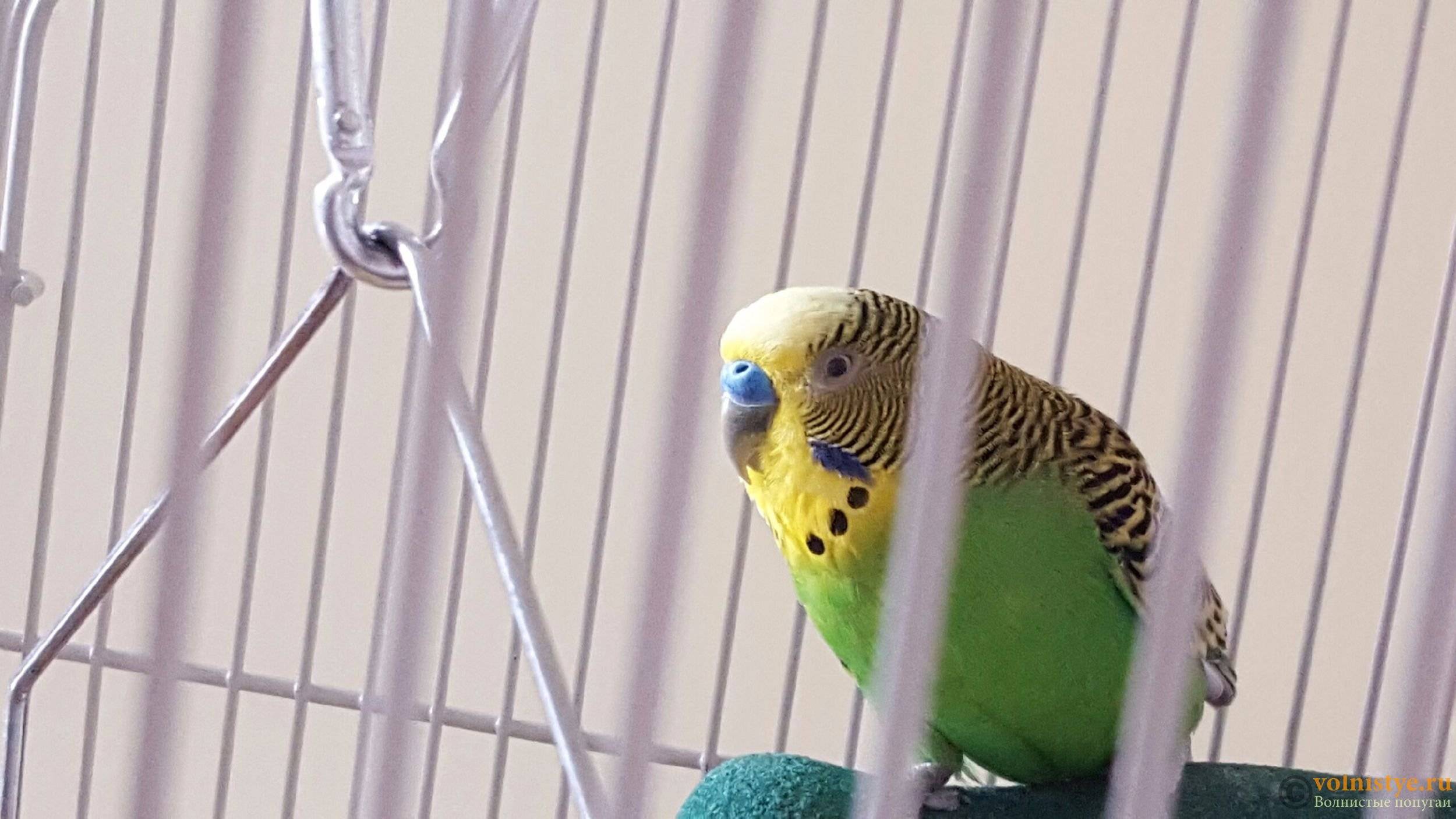 Почему дрожит волнистый попугай: трясется хвост и крылья, закрывает глаза, что делать