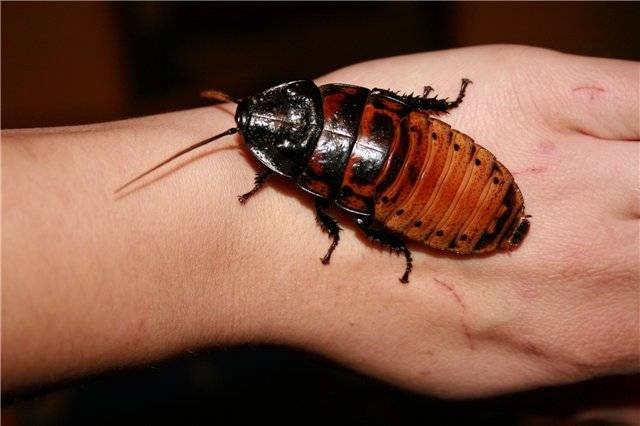 Мадагаскарские тараканы шипящие: содержание, фото