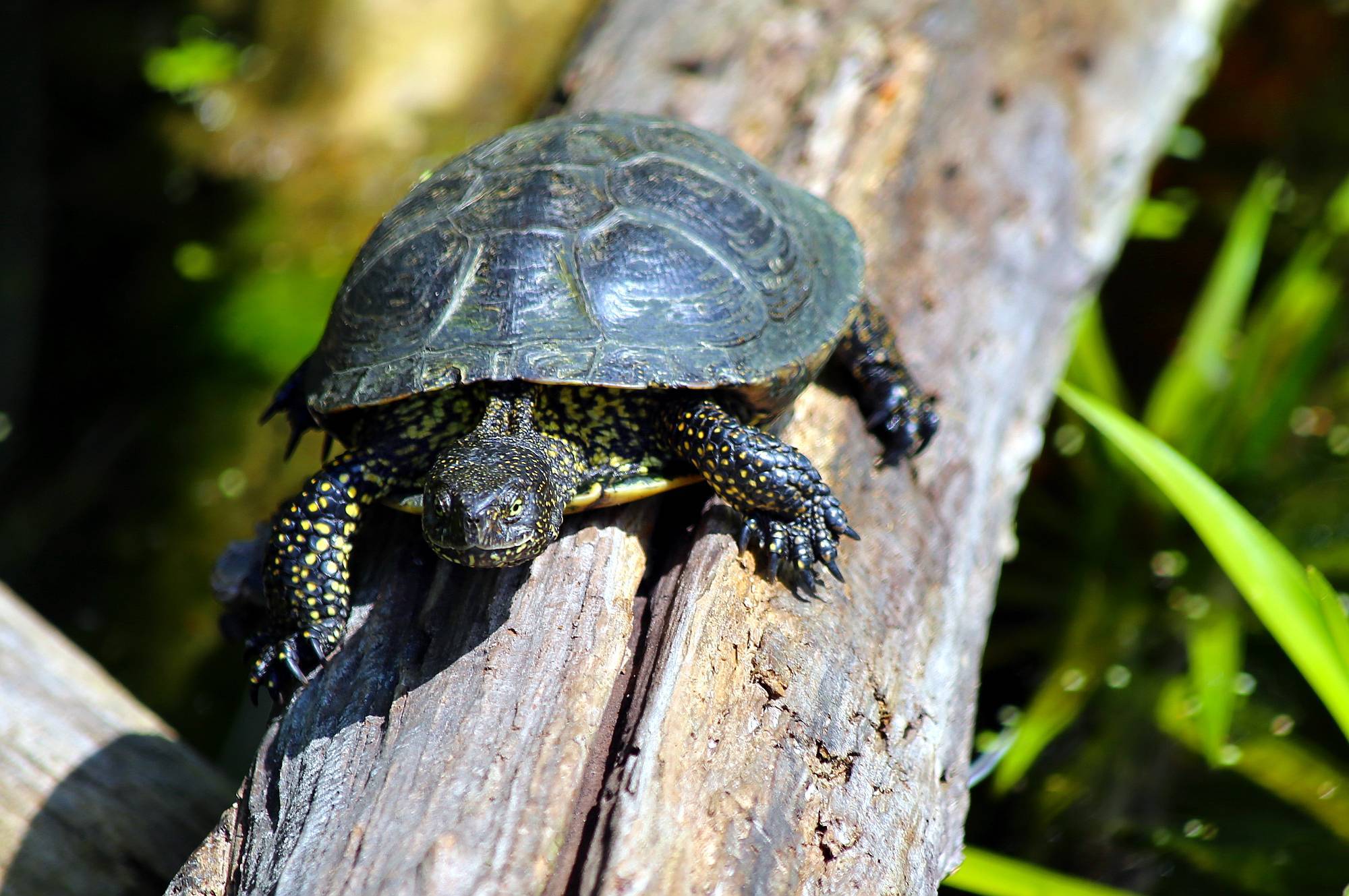 Европейская болотная черепаха — фото, описание, содержание, разведение, питание