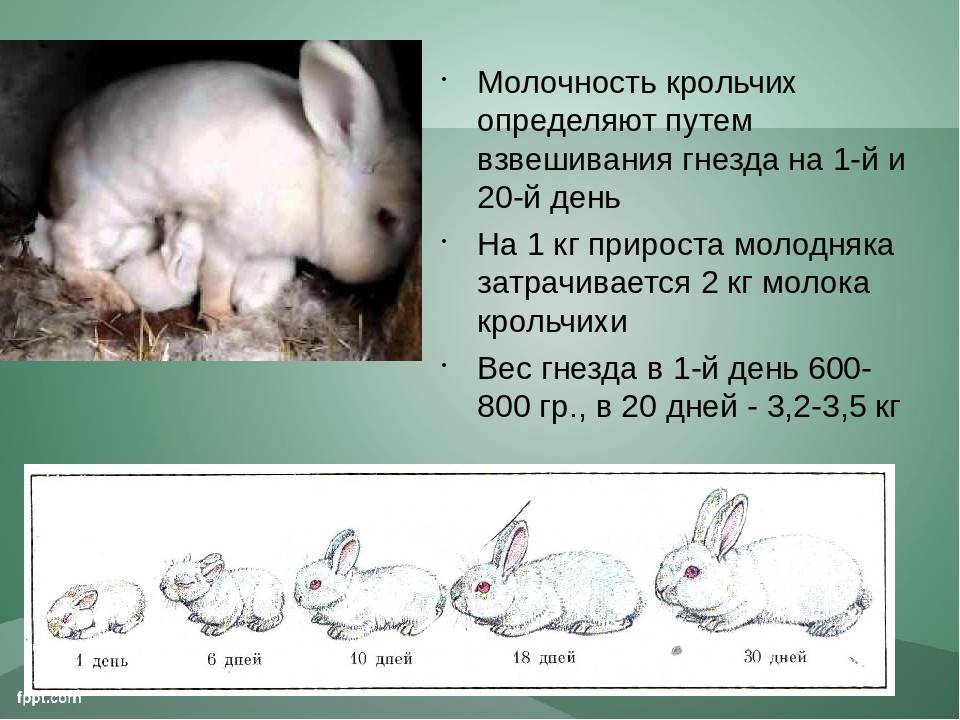Сколько длится беременность у кроликов: сроки вынашивания