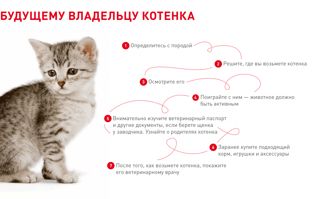 Советы ветеринара: как оставить кошку одну дома на несколько дней без вреда здоровью