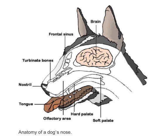 У собаки сухой нос: разбираемся в причинах и дополнительных симптомах | ваши питомцы