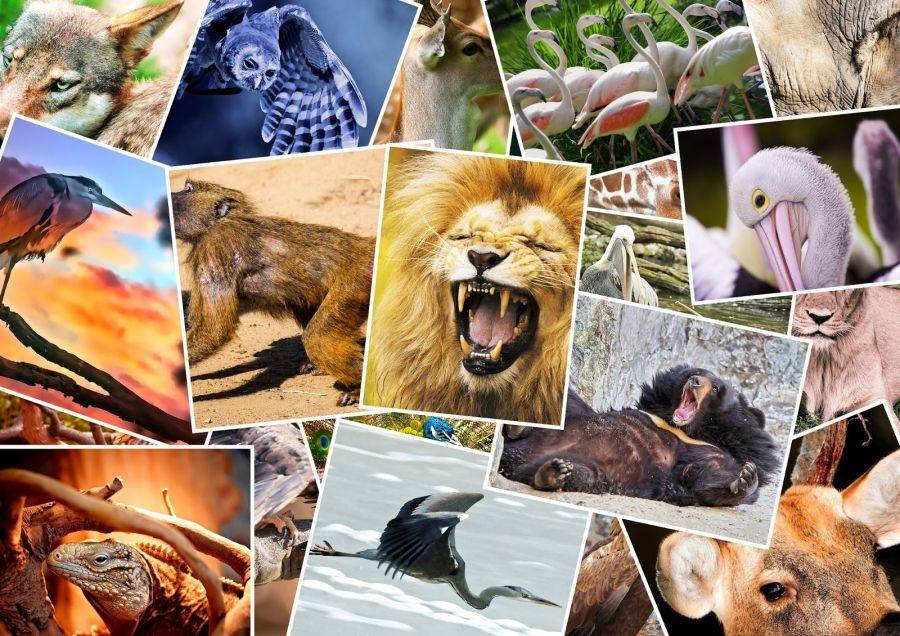 Истребление животных: причины и последствия их вымирания