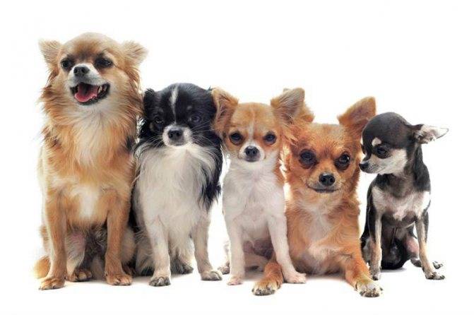 7 главных заблуждений о маленьких породах собак