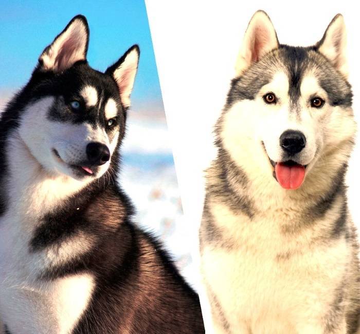 Чем отличаются хаски от лайки: одна и та же ли это порода, в чем разница между собаками, кто больше и лучше, как различить их, а также много фото сравнений