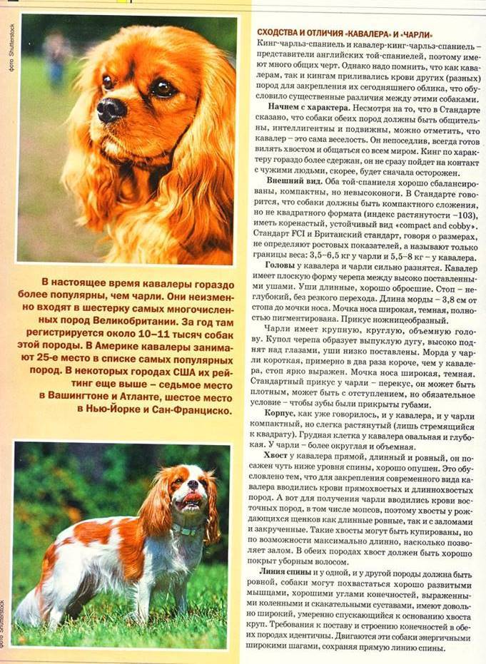 Континентальный той-спаниель (папийон и фален) описание породы собак, характеристики, внешний вид, история