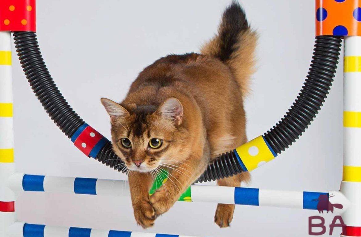 Как дрессировать кота в домашних условиях: простые правила и команды, чтобы научить котенка трюкам