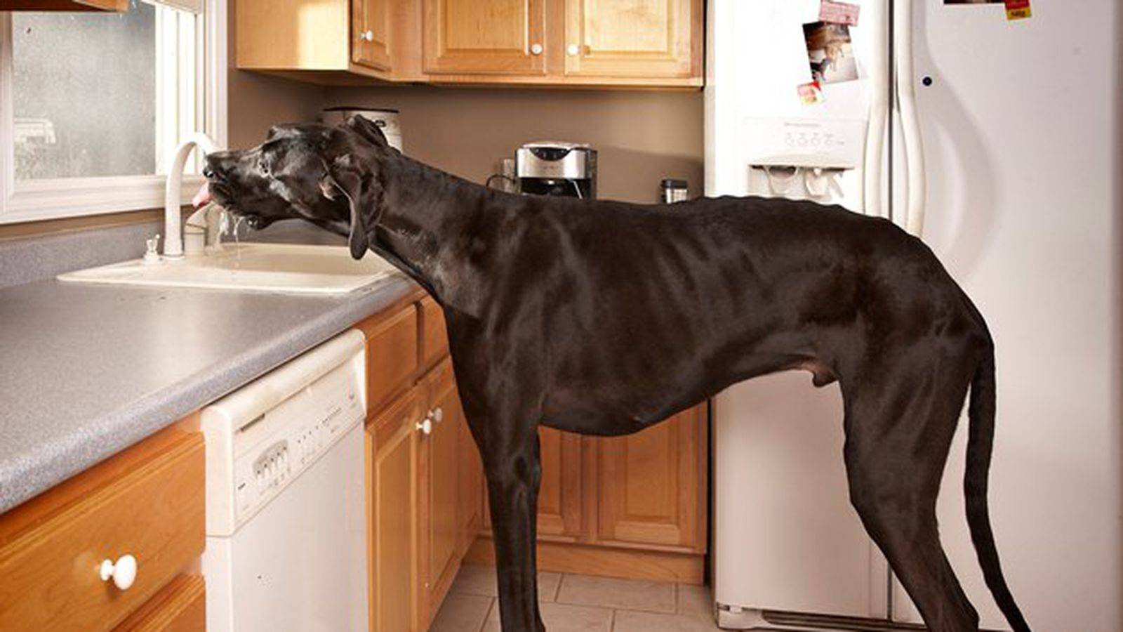 Топ 38 самых больших собак в мире (с фото)