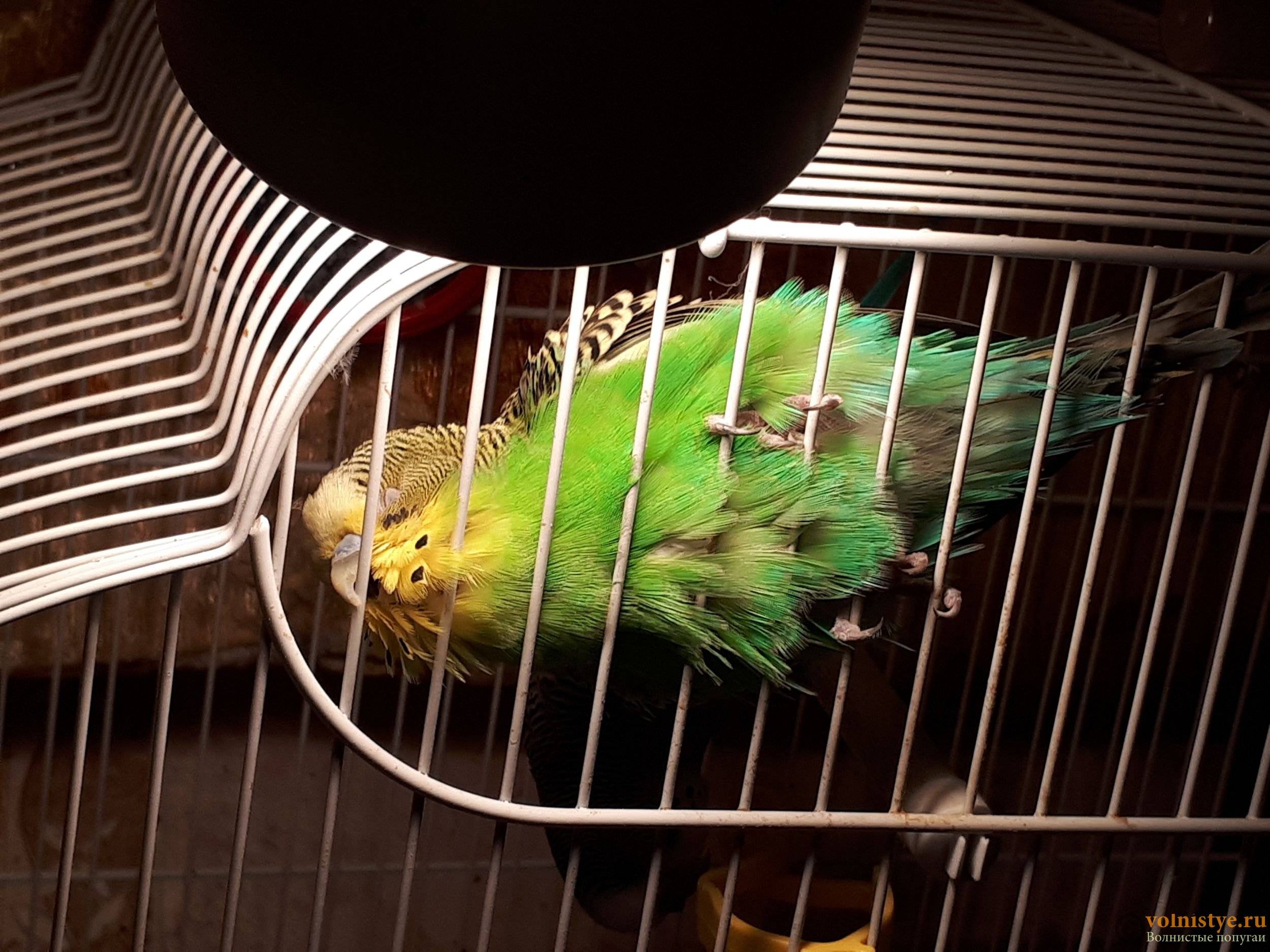 Как и сколько спят волнистые попугаи?