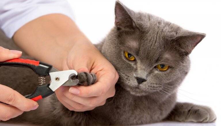 Как подстричь шерсть коту