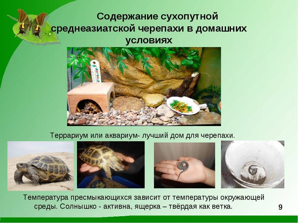 Среднеазиатская черепаха — содержание и уход в домашних условиях