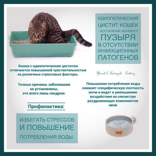 Цистит у кота: симптомы и лечение кошек в домашних условиях