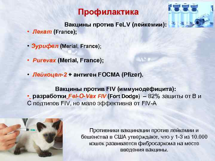 Инсульт у кошек симптомы и лечение