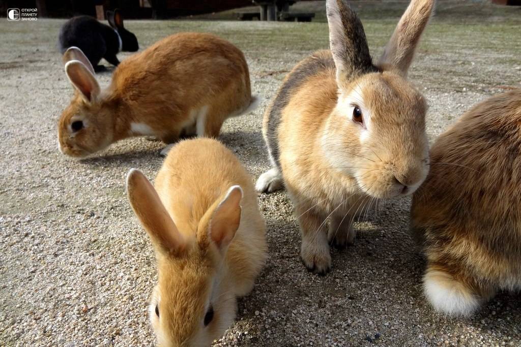Кролики: описание и особенности жизни, интересные факты