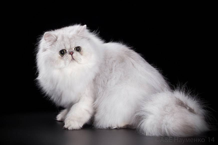 Белая кошка с зелеными глазами - фото и описание пород