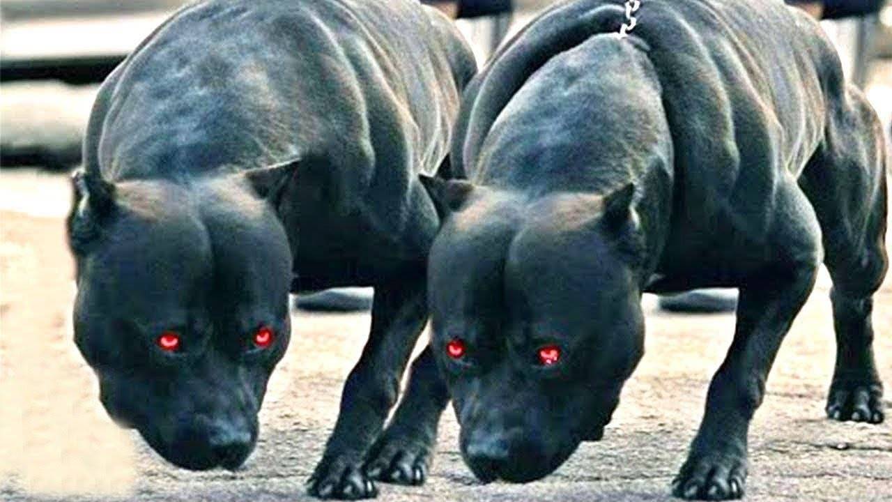 Самые опасные собаки мира. топ-10 самых опасных пород собак для человека