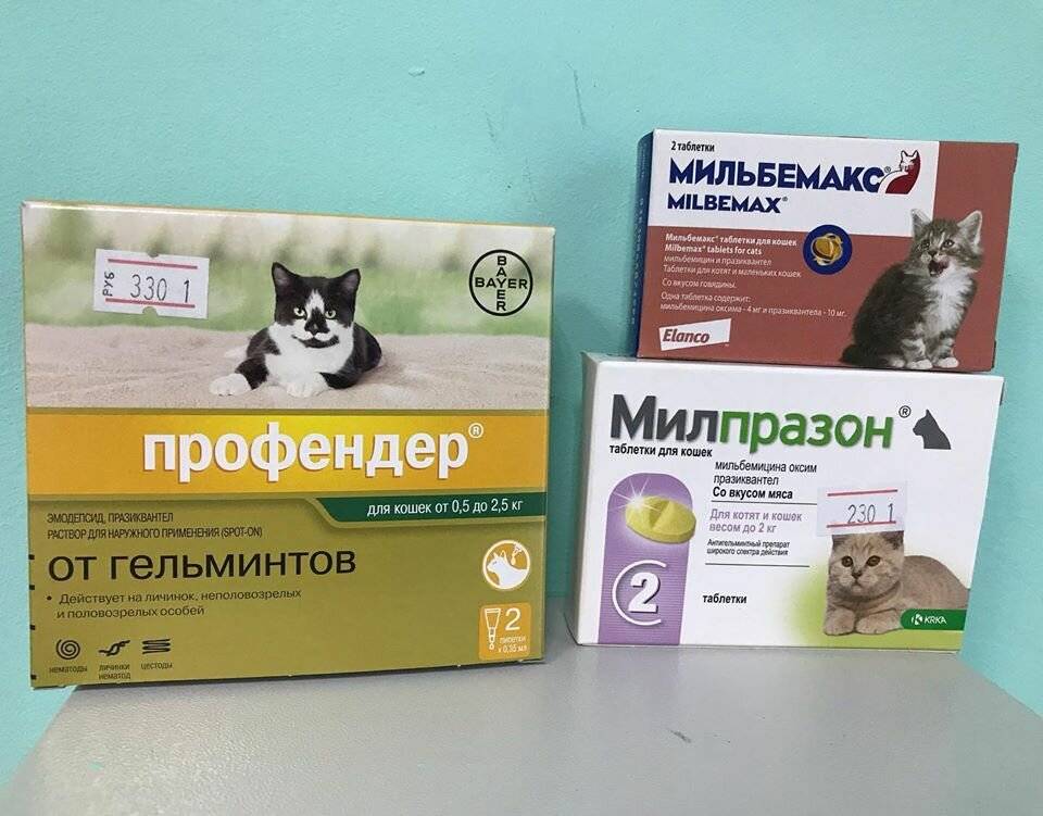 Глистогонное для кошек: какие лучше, препараты, капли на холку