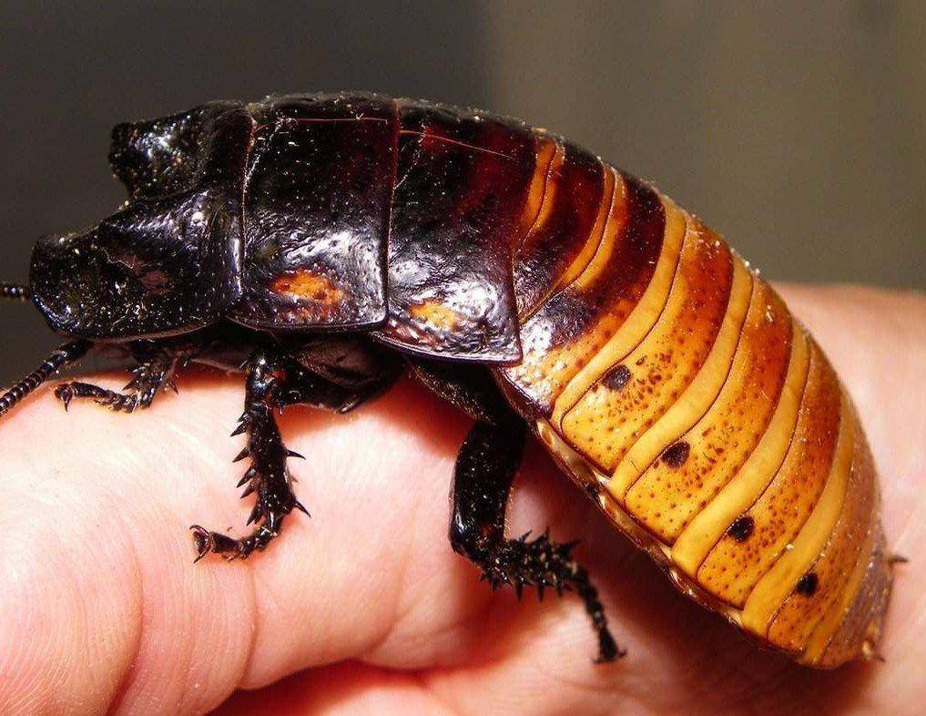 Мадагаскарский таракан — морфология, описание, особенности, жизненный цикл, чем питаются, как размножаются