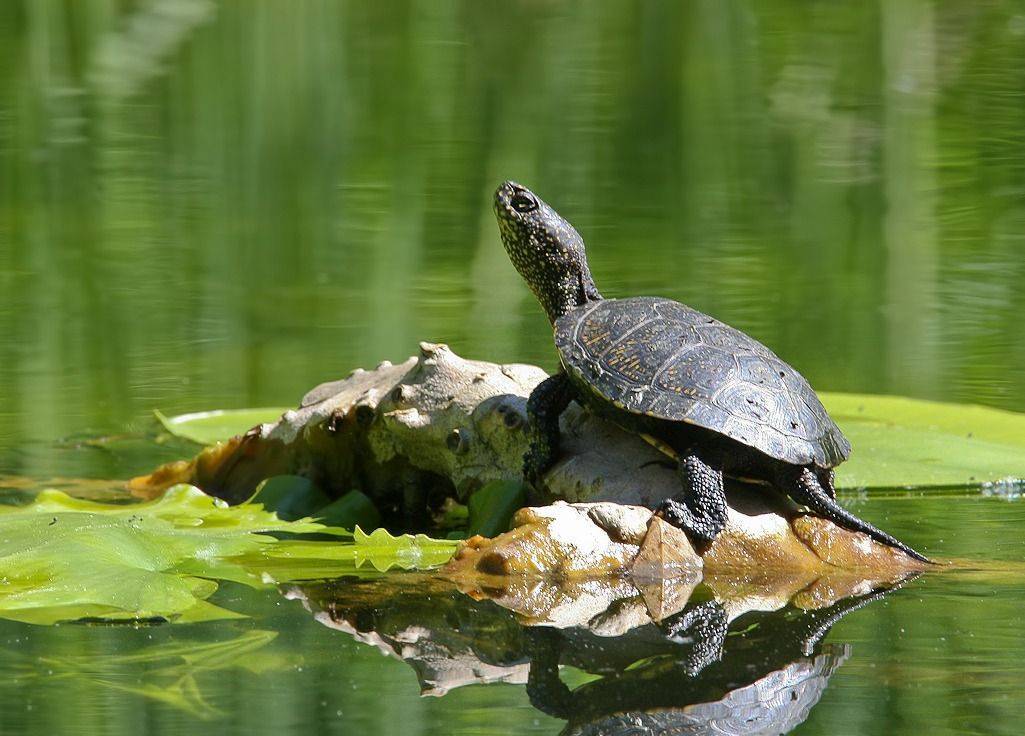 Европейская болотная черепаха: содержание и уход дома