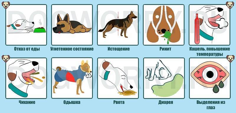 Щенок кашляет – 8 заболеваний вызывающие кашель у щенка