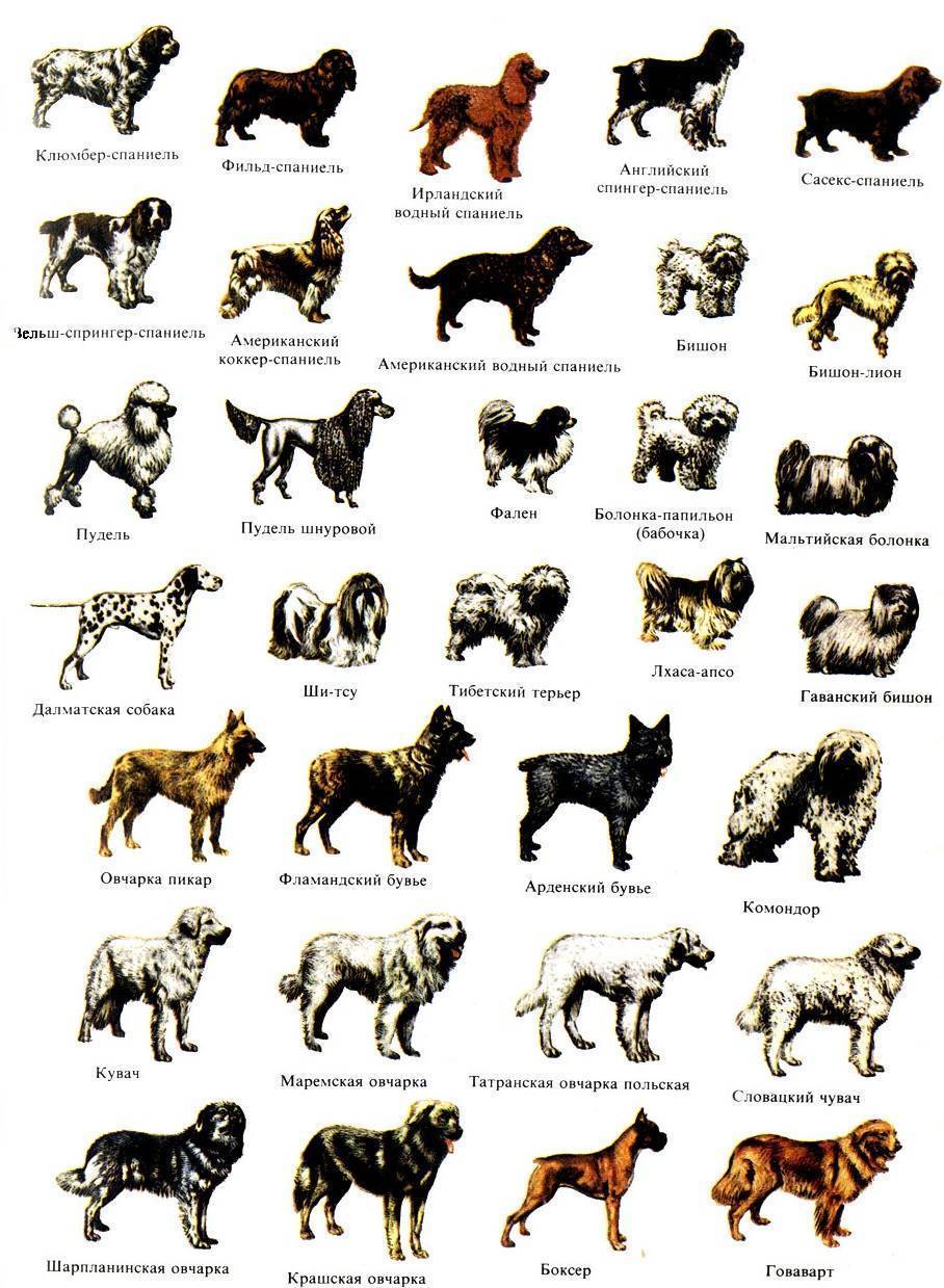 Терьеры: все о собаках, описание группы, популярные породы.