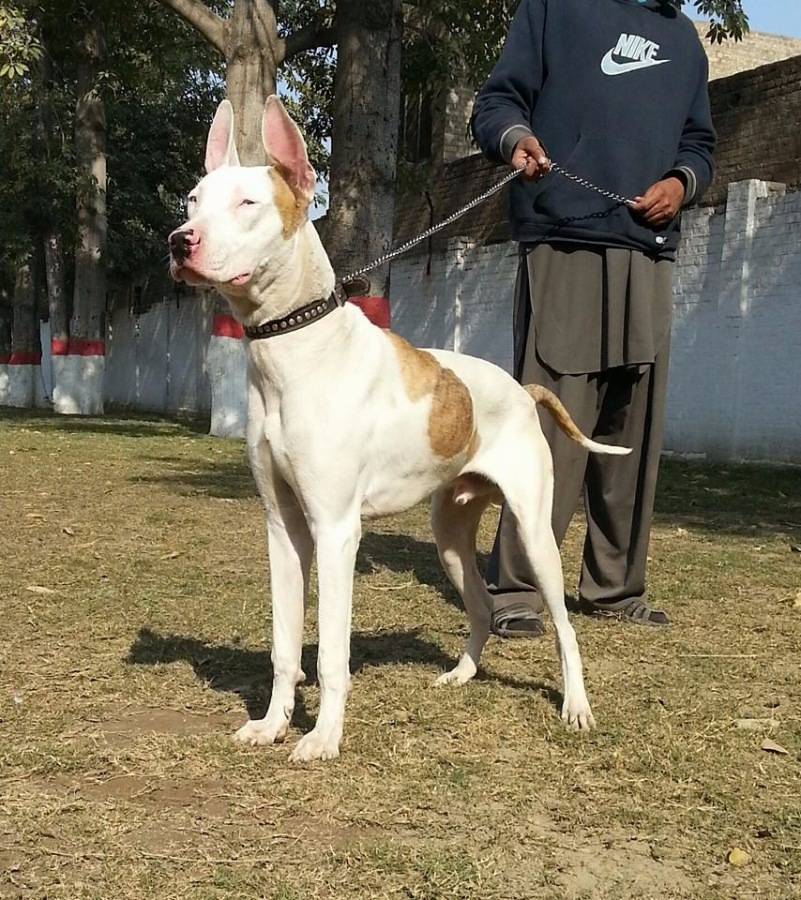Гуль-донг, пакистанский бульдог: описание породы с фото, особенности дрессировки бойцовой собаки