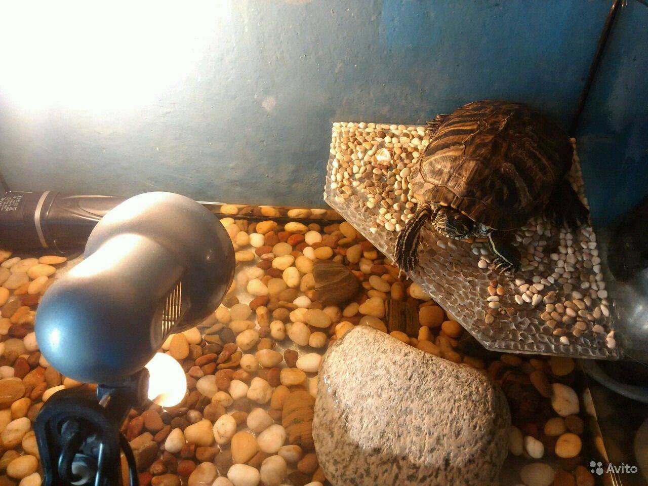 Лампа для черепахи красноухой своими руками