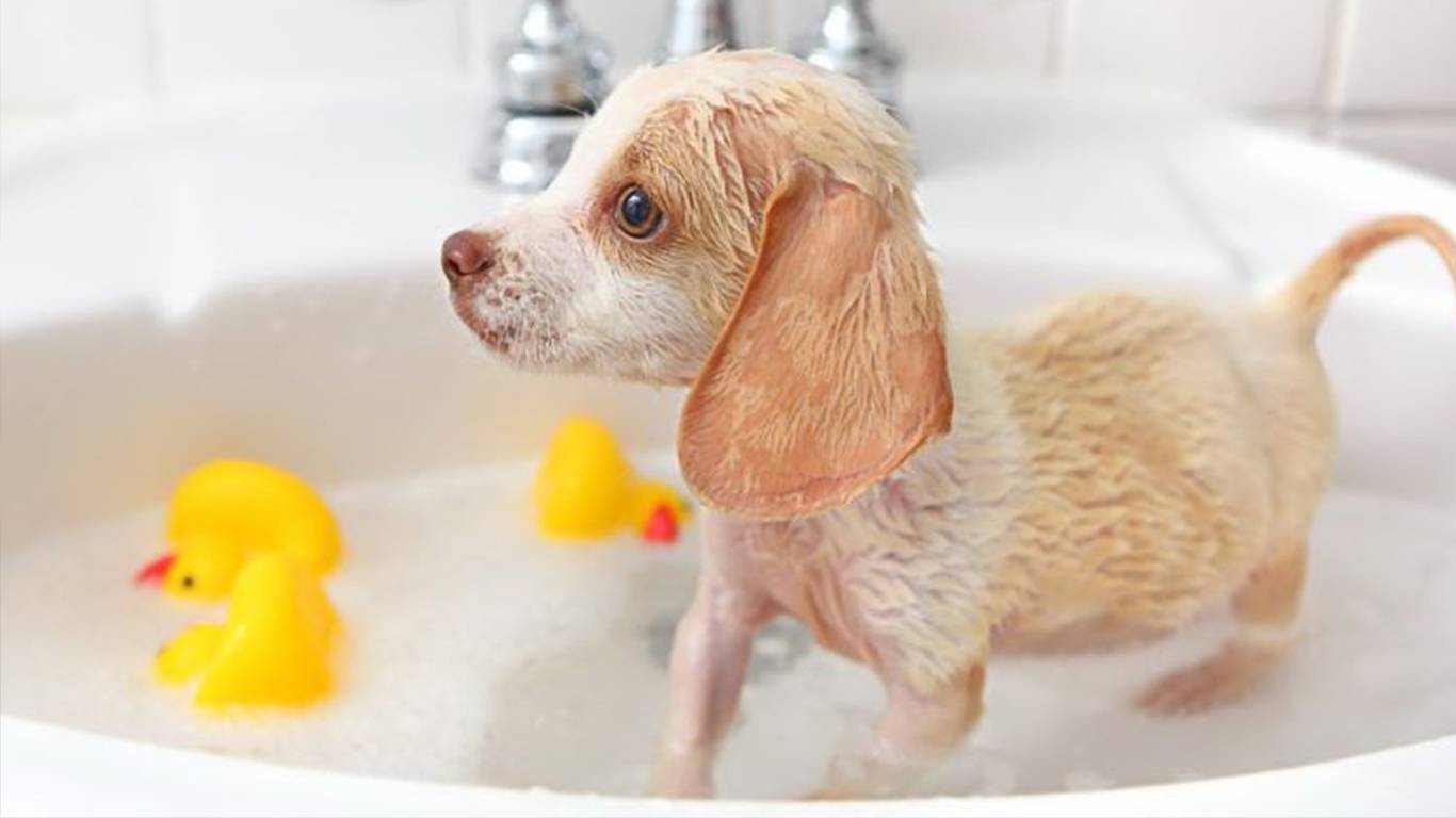 Как мыть собаку: как правильно купать в домашних условиях