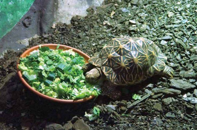 Рацион питания сухопутных черепах — чем можно и нельзя кормить