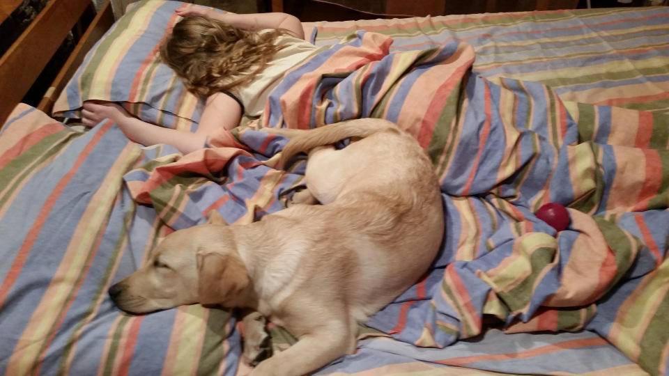 Нужно ли отучать собаку спать на кровати с хозяином? | hill's pet