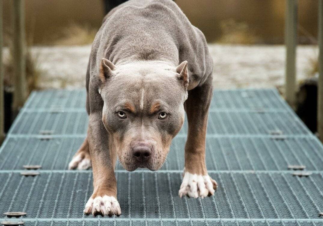 Самые ужасные породы собак. самые страшные собаки в мире. самая страшная и уродливая собака в мире