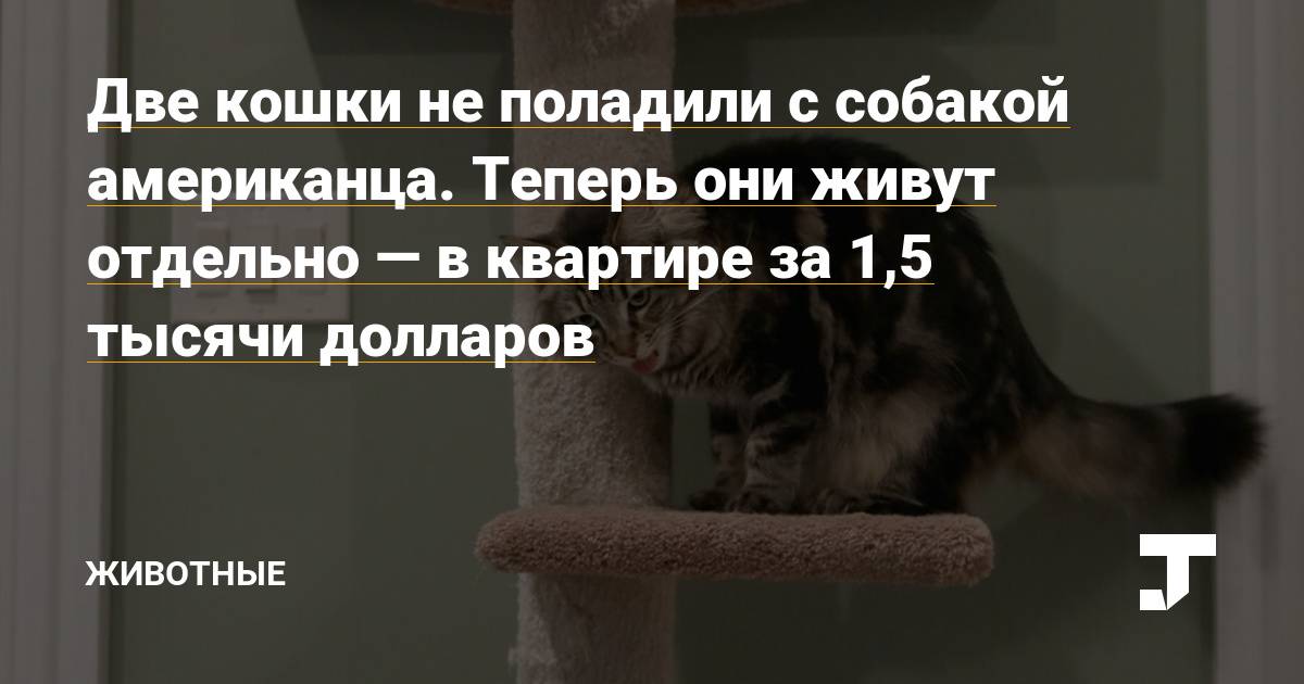 5 признаков того, что кошке не нравится гость квартиры - gafki.ru