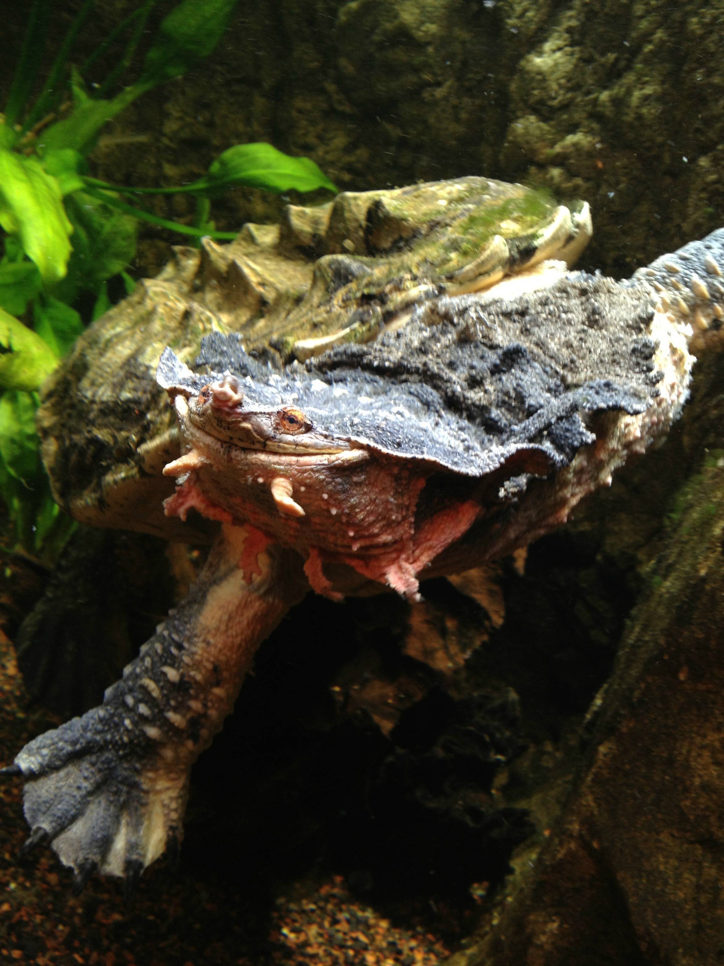Матамата: уход и содержание черепахи в домашних условиях