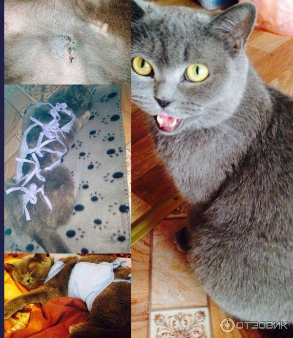 Кастрация котов и стерилизация кошек: все аргументы "за" и "против" | блог ветклиники "беланта"