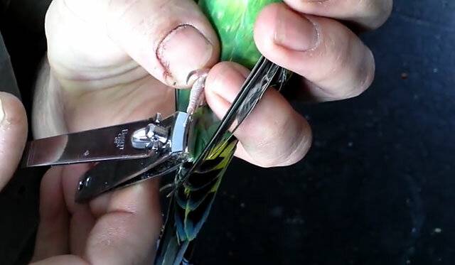 Как правильно подстричь когти волнистому попугаю