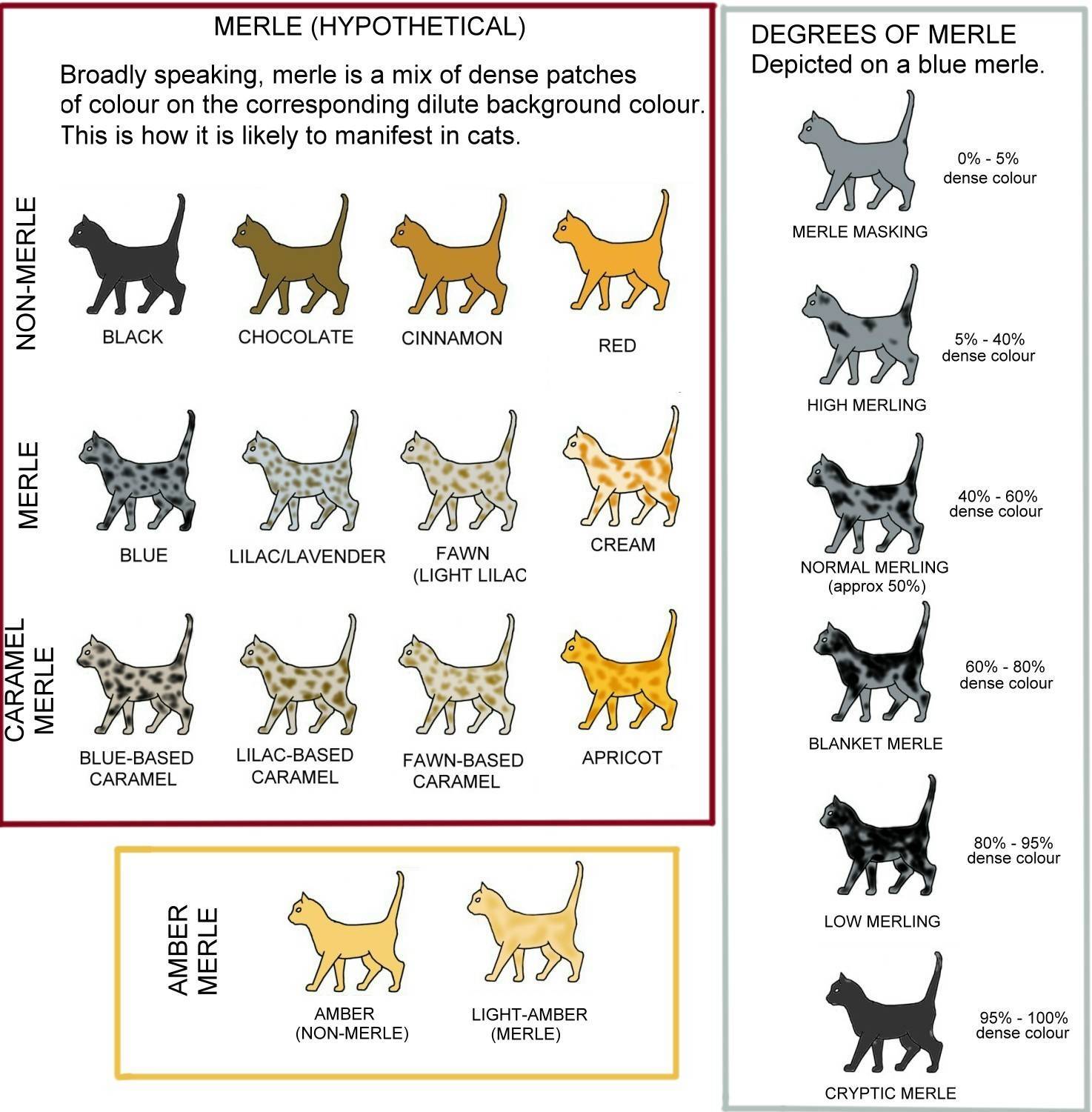 Окрасы кошек: описание с фото, история, генетика и кодировки