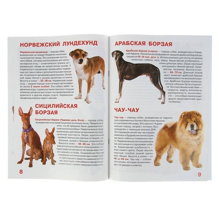 Редкие собаки. описание и особенности редких пород собак