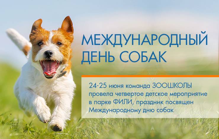 Когда отмечается день собак: особенности международного праздника в россии