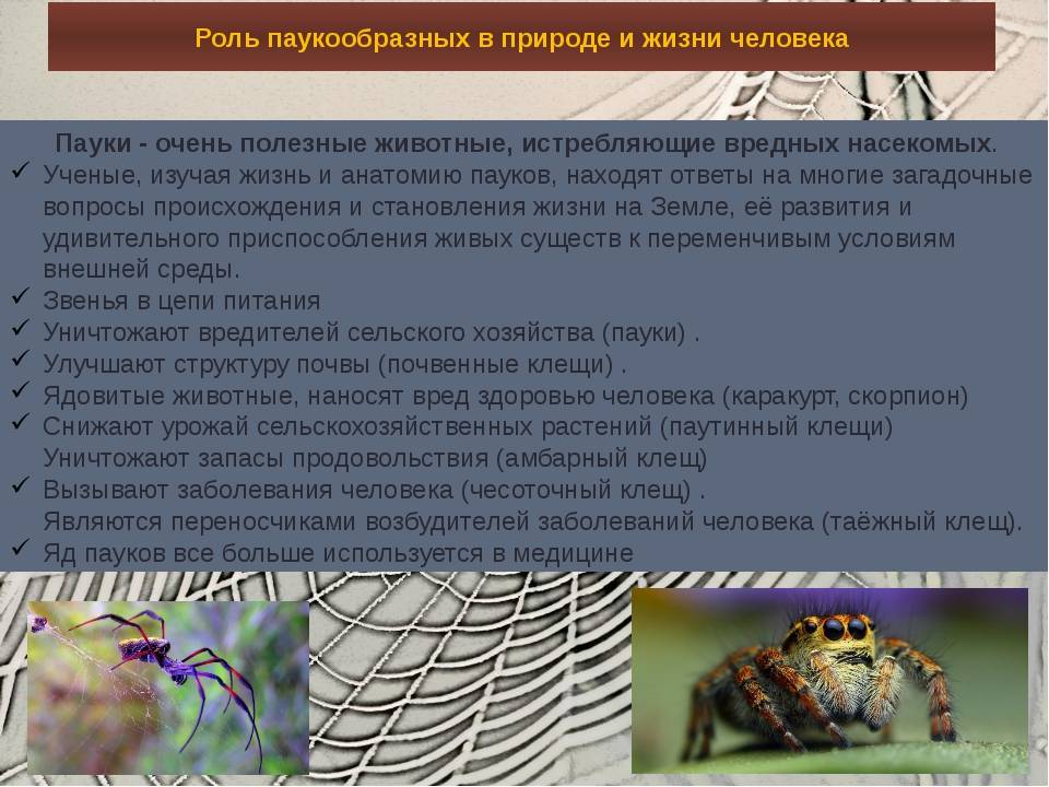 Содержание пауков в домашних условиях: выбор питомца и обустройство террариума