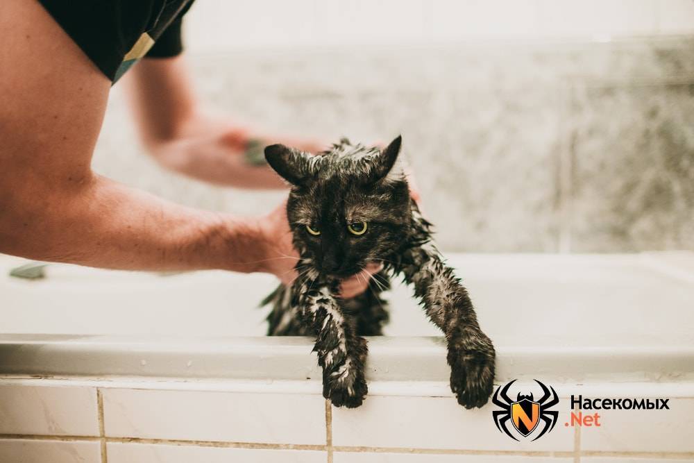 Чем и как можно мыть собаку и помыть щенка?