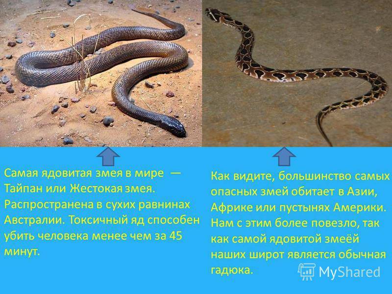 Змея тайпан, описание прибрежного тайпана и жестокой змеи - животный мир