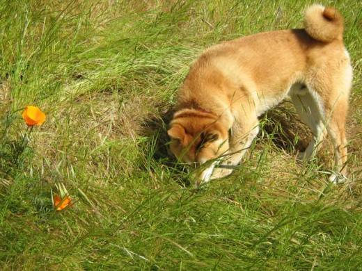 Собака ест кал: почему, чего не хватает