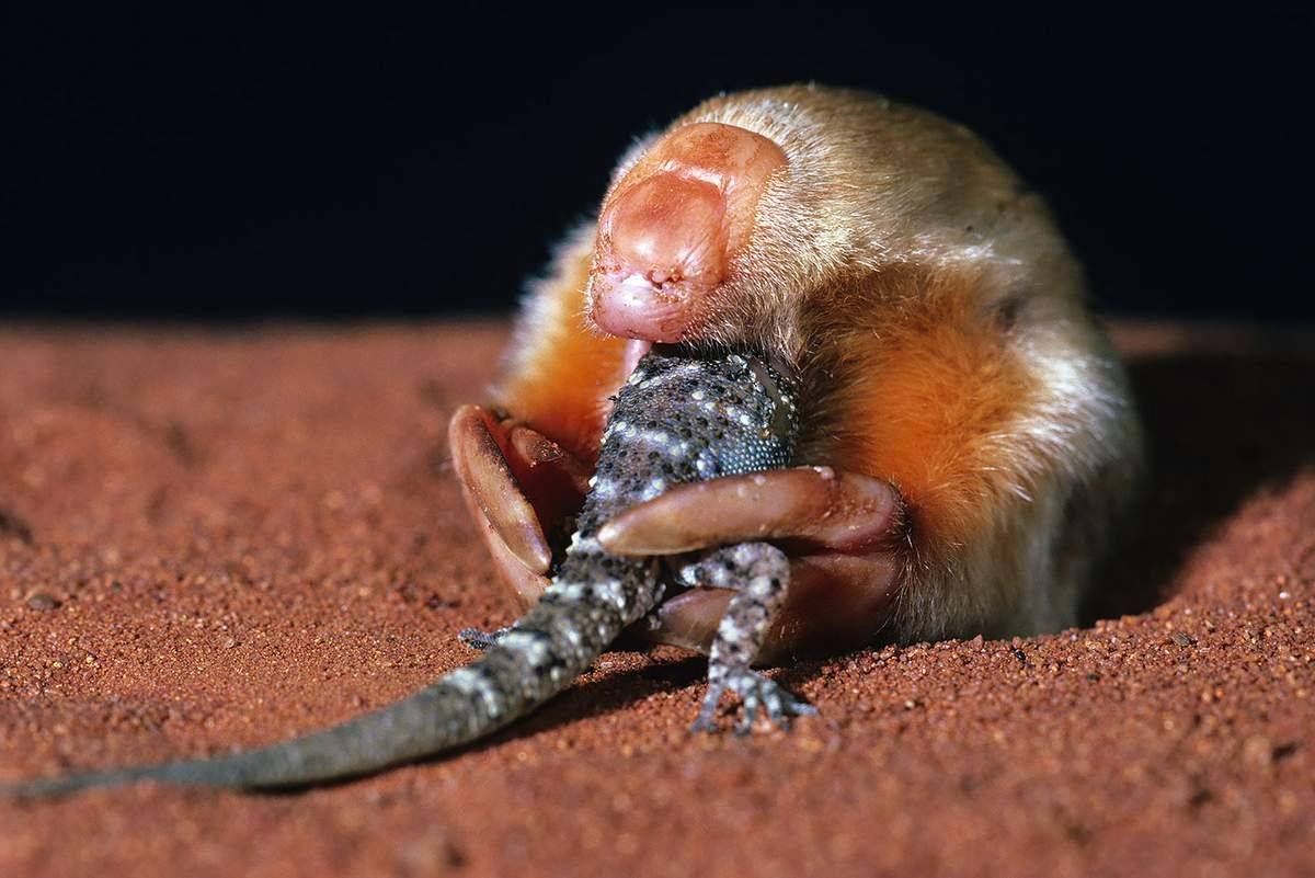 Капские златокроты - млекопитающие с необычайным мехом