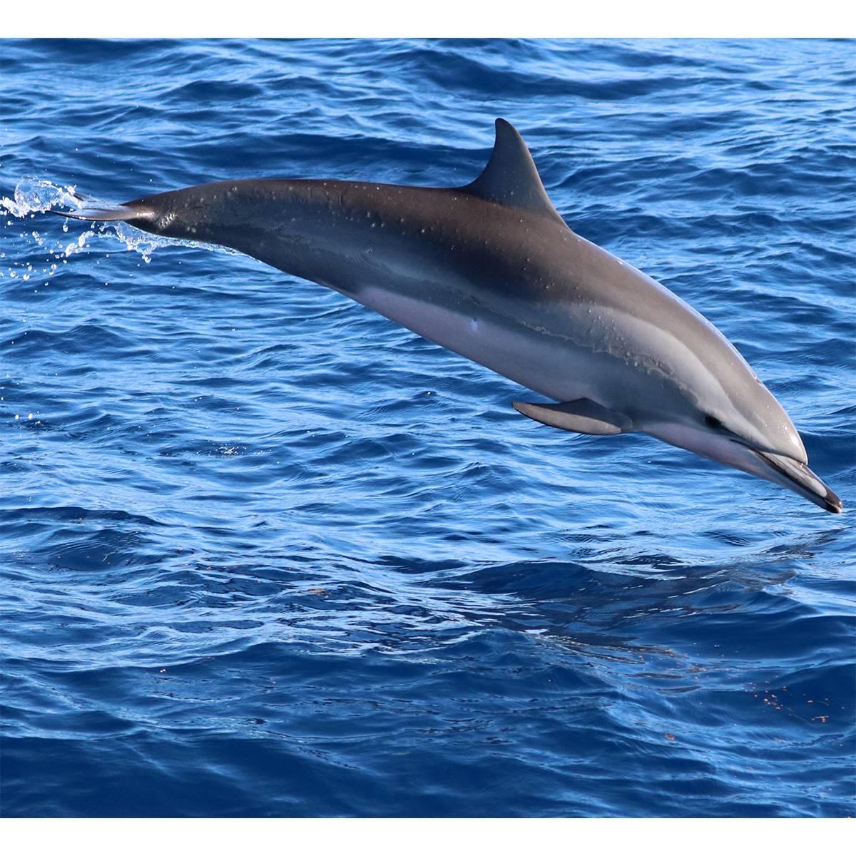 Дельфины – виды и описание, список с фото и названиями, чем питаются и как выглядят дельфины