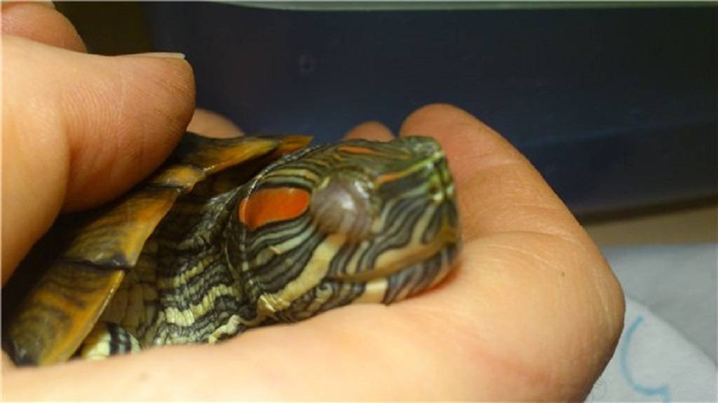 Болезни красноухой черепахи: их симптомы и лечение, фото