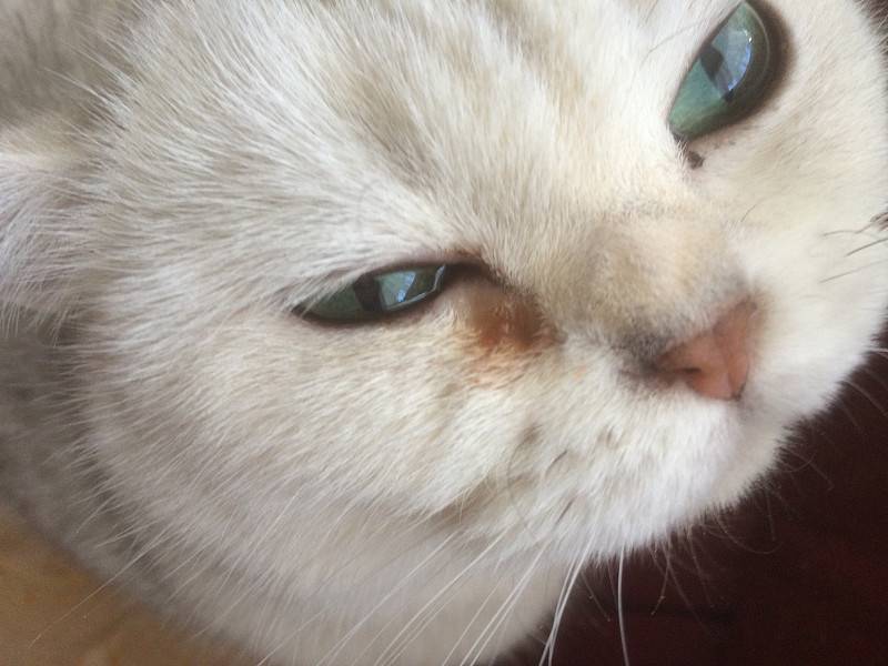 Блефарит у кошки: причины возникновения, симптомы, лечение | блог ветклиники "беланта"