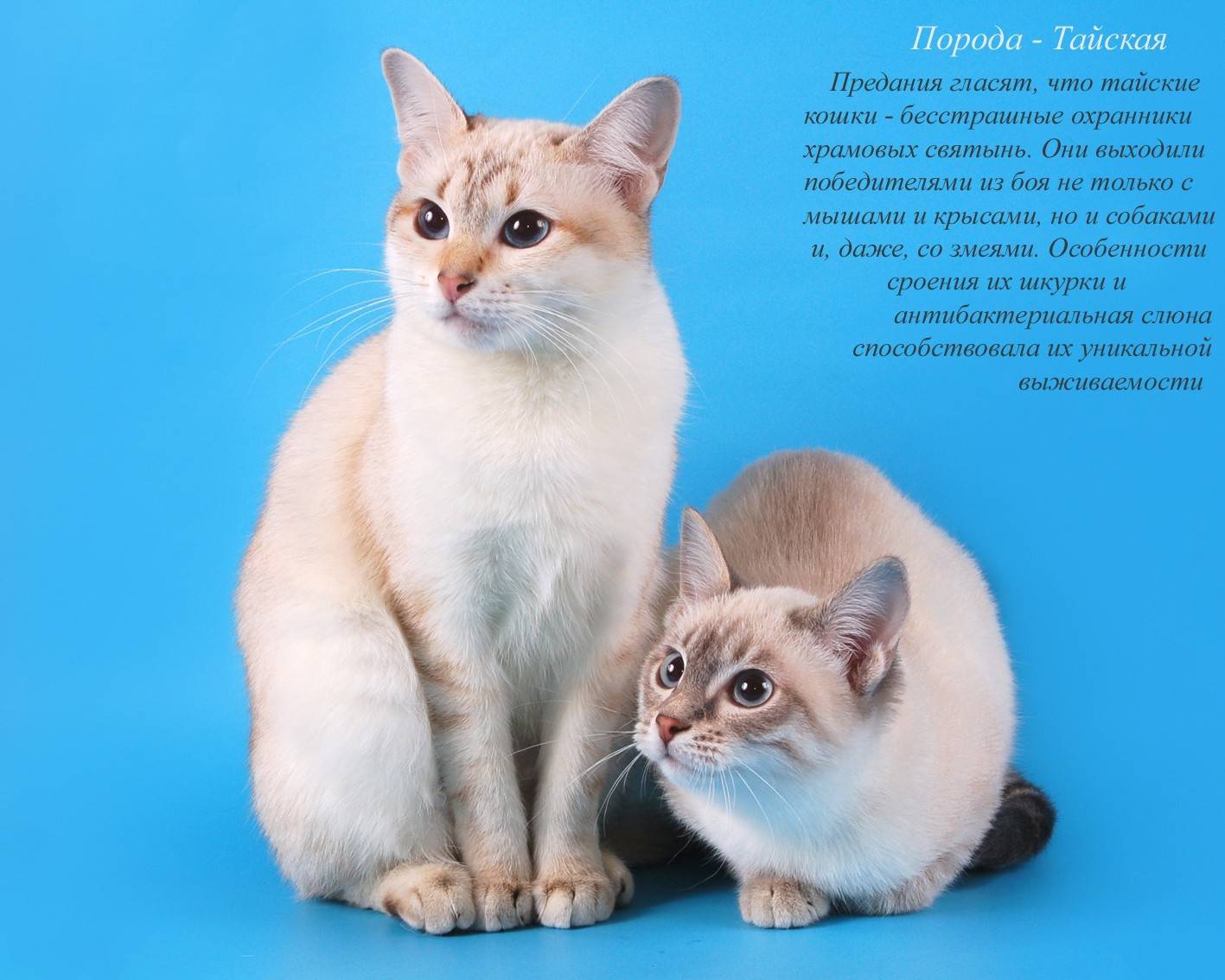 Самая ласковая порода кошек: примеры ручных и добрых представителей