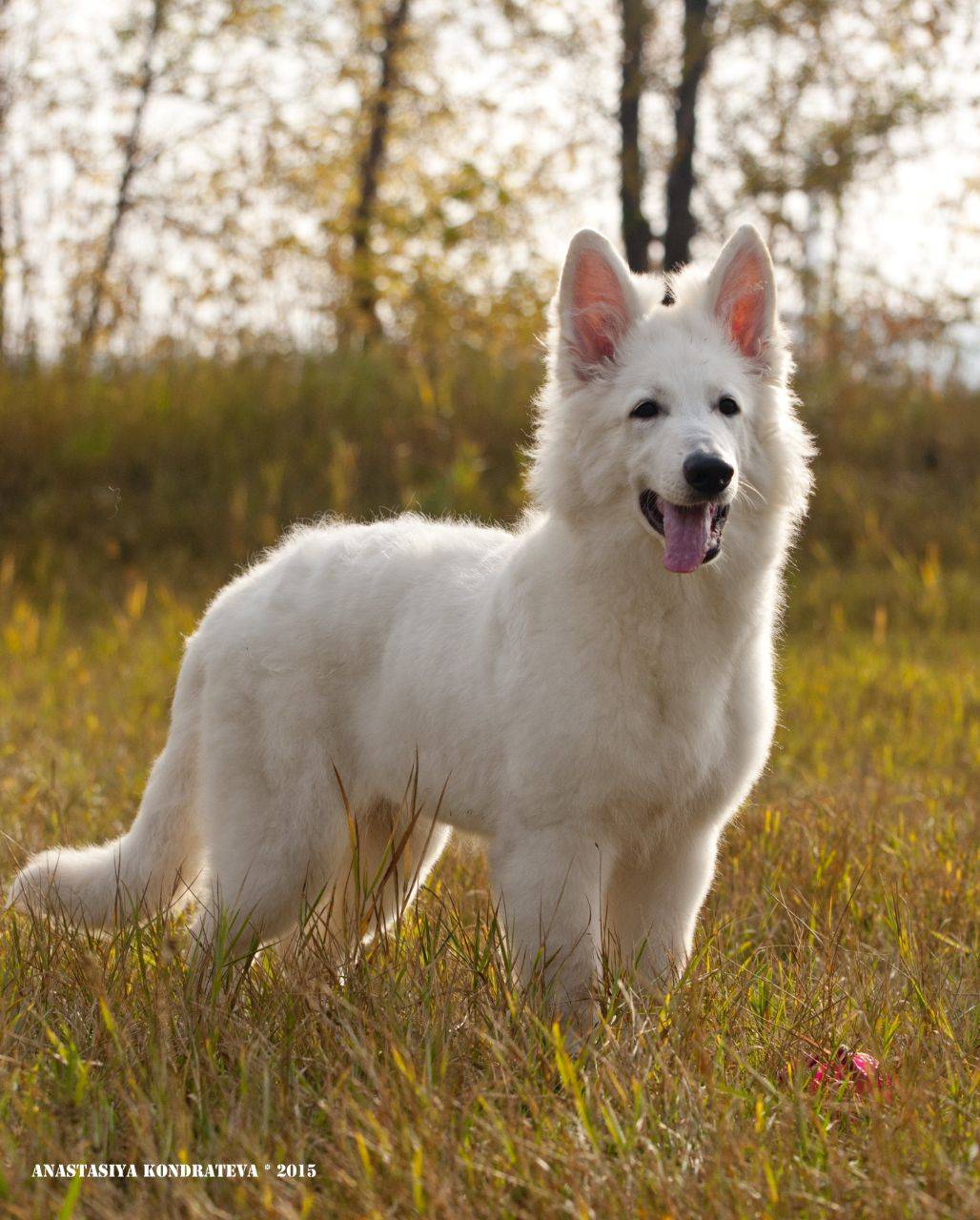 Чёрно-белая собака