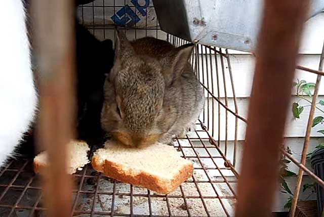 Можно ли кроликов кормить хлебом: все за и против
можно ли кроликов кормить хлебом: все за и против